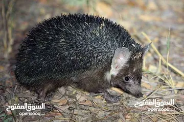  1 قنفذ لايف ياكل العقارب ولاافعي أليف جدا جدا جدا