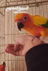  1 ببغاء صنكنيور ذكر اليف ( الوصف ضروري )