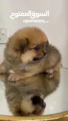  9 Pomeranian tecup