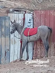  2 مهر عربي للبيع
