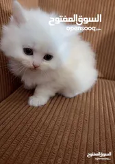  7 قــطــط لــلــبــيــع