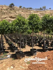  9 مشاتل الاندلس لانتاج وبيع جميع انواع الاشجار المثمره واشجار الزينه البلديه والمستوردة