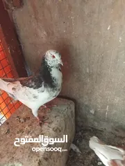  9 حمام حجم كبير للبيع عدد. 14