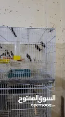  3 فراخ حسون بلديات بسعر مناسب