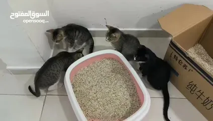  7 lovely kittens for free adoption