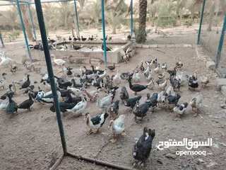  11 بط وزي وحمام