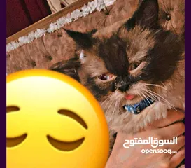  2 قط مكس  هجين للبيع بسعر مغري بداعي السفر الى خارج البلاد  نوع مكس هيمالايا مع برتش