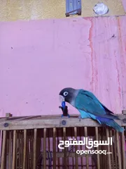  2 غندوره لبيع نفيه حلووه