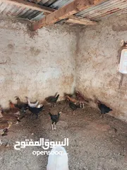  4 دجاج بلدي وبناديق باكستاني للبيع