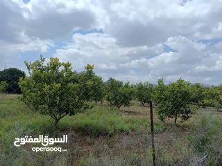  1 ارض زراعية للبيع