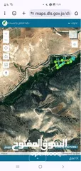  26 كرم رمان مثمر مروي من تبع ماء مساحة الكرم 8250 متر مربع على شارعين في وادي الرمان دير ابو سعيد منتج