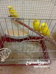  12 خمس زواج تحتها فراخ