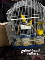  8 جوز روز لاتينو عين حمرة قابل للبدل تحتهم اربع بيضات مع قفص جديد وكوخ كبير جديد موجودات بالهاشمية