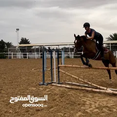  3 Jumping mare kids/beginner friendly