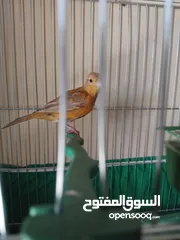  3 حبتين مخليف