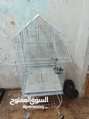  8 ببغاء كوكاتو جوفن
