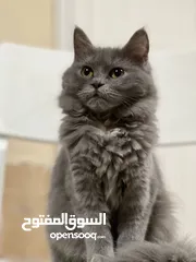  4 قطط شيرازيه جميع الاعمار