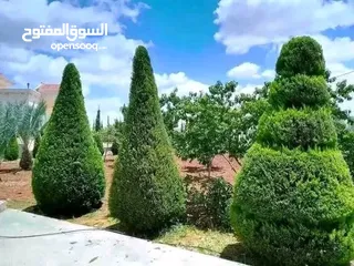  13 يتوفر جميع أنواع الاشجار  حمضيات لوزيات شجر زينه نسعد بخدمتكم