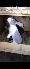  2 ارنب اللبيع