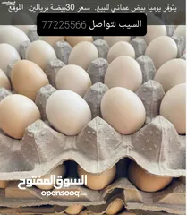  2 بيض عماني للبيع السله ريالين الموقع السيب