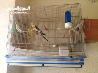  4 جوز كوكتيل