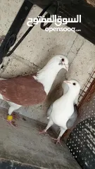  4 جواز حمام للبيع