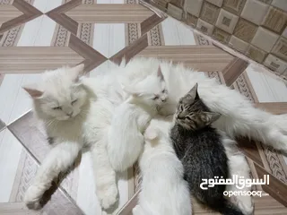  7 قطة شيرازيه مع أبنائها عمرهم شهر ونصف