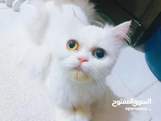  1 Persian mother kitten