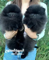  12 Pomeranian   Samoyed    Giant Malamute