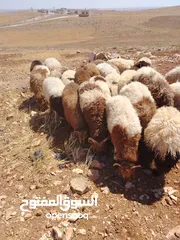  3 خرفان اضاحي نخب