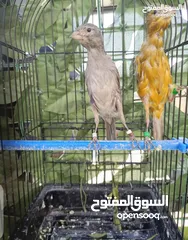  1 متاح فحل وطيرة بناديق للبيع بسعر حرق اقرا الوصف