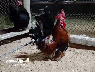  6 ديك كيني ربي ايبارك