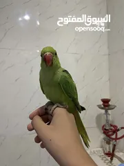  4 ببعاد دره اليف جدااااااااا
