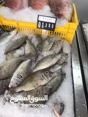 20 ‏للبيع سمك