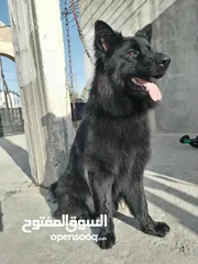 10 ذكر جيرمن رويال بلاك شولاين