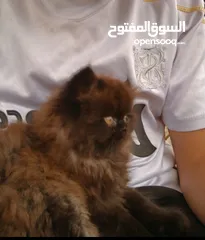  3 قطة مكس هملايا سكوتش ذكر للبيع - اسمه فَـحمه