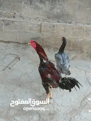  2 دجاج هراتي للبيع