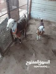  2 صخلة اول ولدة