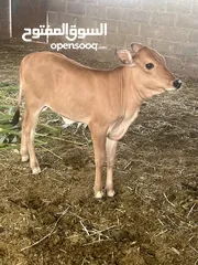  10 أبقار جيرسي مهجن للبيع