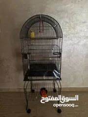  5 يوجد حبة درة لون اصفر اليف