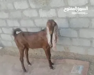  3 غنم حجازي اصلي