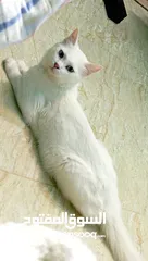  1 قطه انثى للبيع بسعر 27ريال عماني