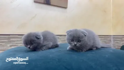  4 Scotts Fold, 2 months old