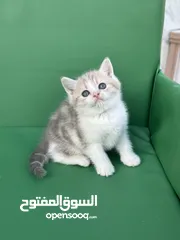  7 تشكيلة كبيره من قطط لسكوتش فولد  ( شاهد الاعلان كامل )