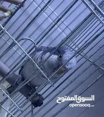  3 ببغاء كويكر ازرق سنتين