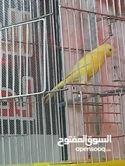  4 كنارات  وجواز حب شغالات  للبيع