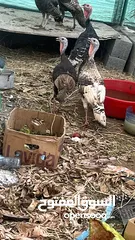  3 دجاج رومي للبيع