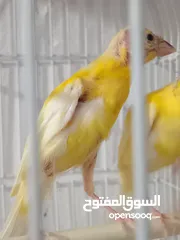  3 أربع حبات بناديك جنوبي عمر ثلاث شهور للتواصل زرقاء جبل طارق