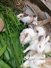  4 ارانب عمانية للبيع