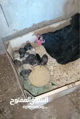  6 3 جاجات مع فراخهم
